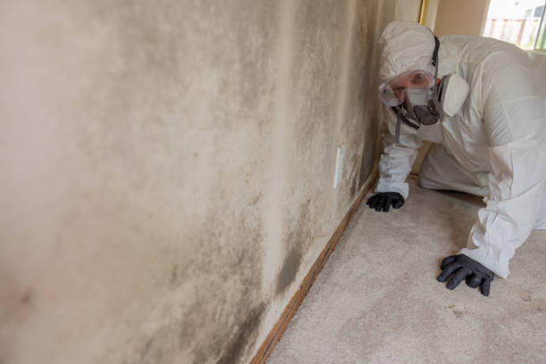 Best Basement Mold Removal in Neptune City, NJ